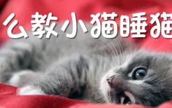 怎么教小猫睡猫窝