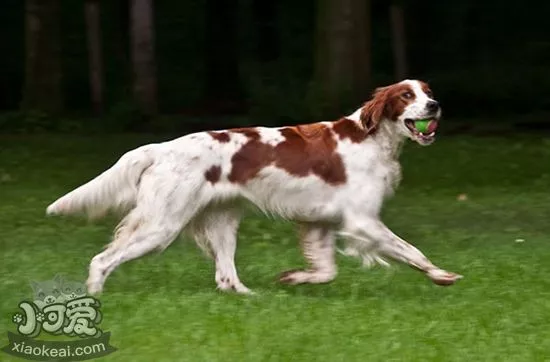 爱尔兰红白雪达犬怎么美容 爱尔兰红白雪达犬美容教程