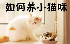 如何养小猫咪