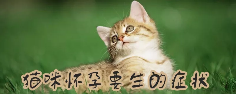 猫咪怀孕要生的症状