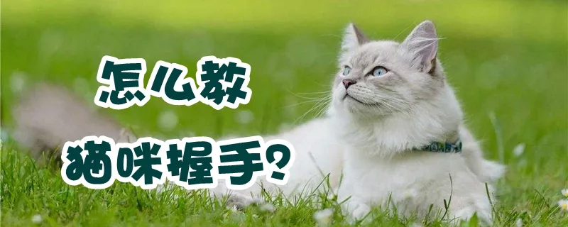 怎么教猫咪握手