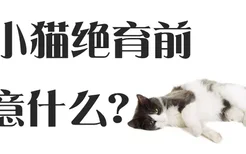 小猫绝育前注意什么