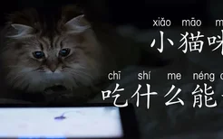 小猫咪吃什么能长胖