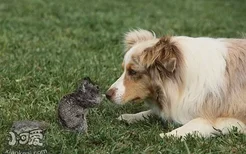 澳大利亚牧羊犬呕吐怎么回事 澳洲牧羊犬呕吐原因介绍