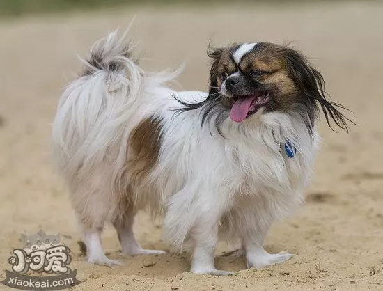 西藏猎犬怎么训练出门随行 西藏猎犬随行训练教程1