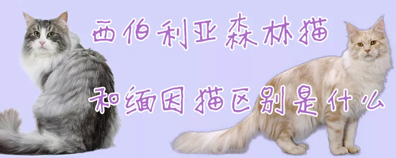 西伯利亚森林猫和缅因猫区别是什么