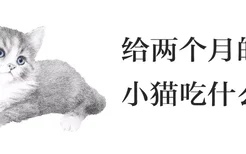 给两个月的小猫吃什么