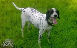 波音达猎犬拉稀怎么办 波音达猎犬拉肚子解决方法