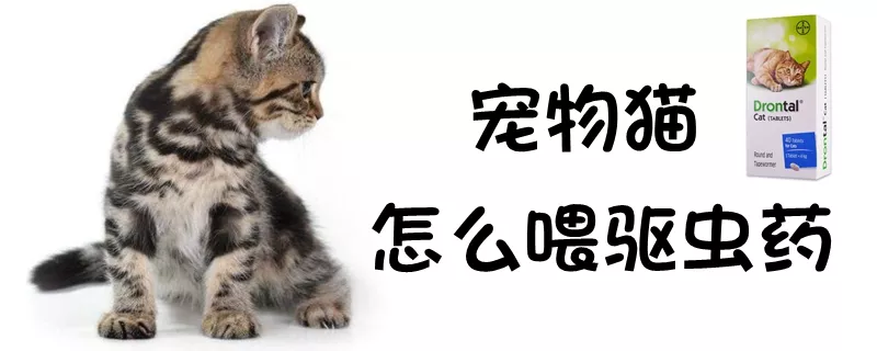 宠物猫怎么喂驱虫药