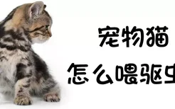 宠物猫怎么喂驱虫药