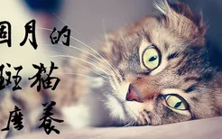 三个月的虎斑猫怎么养