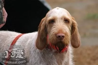 如何训练史毕诺犬看家 史毕诺犬看家训练技巧