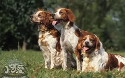 布列塔尼犬便秘怎么办 布列塔尼犬便秘解决办法