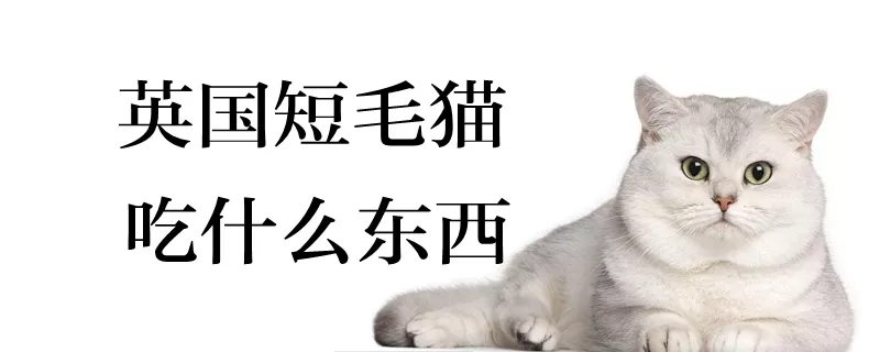 英国短毛猫吃什么东西