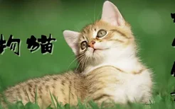 宠物猫如何饲养