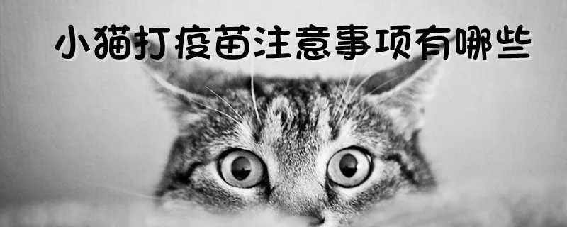 小猫打疫苗注意事项有哪些