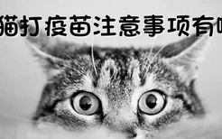 小猫打疫苗注意事项有哪些