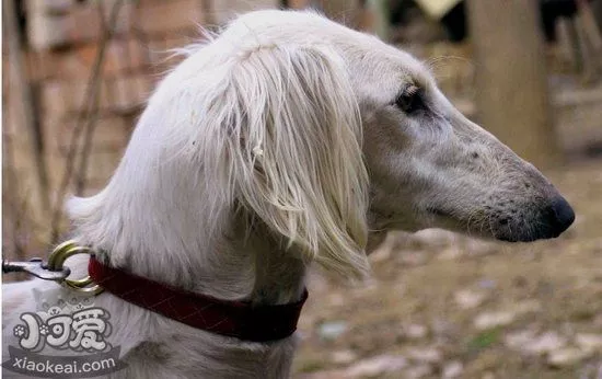 细犬拉稀怎么办 中国细犬拉肚子治疗方法4