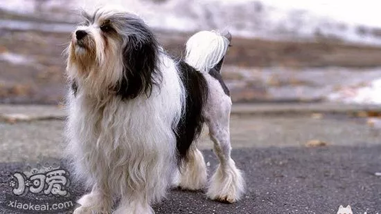 罗秦犬吃什么狗粮 罗秦犬狗粮食用推荐