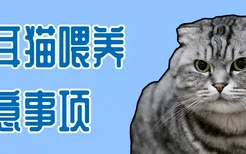 折耳猫喂养注意事项