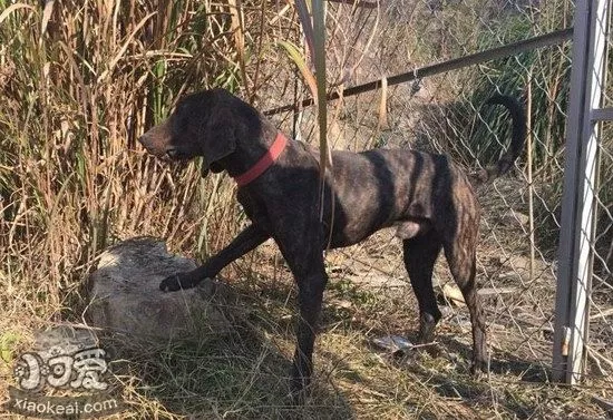 普罗特猎犬卧倒怎么训练 普罗特猎犬卧下训练技巧1