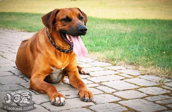 罗得西亚脊背犬眼屎多怎么办 猎狮犬眼屎多解决办法