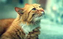 猫得肠胃炎有什么症状 猫咪肠胃炎分为几种