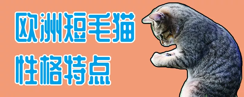 欧洲短毛猫性格特点