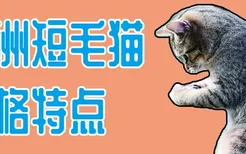 欧洲短毛猫性格特点