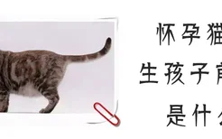 怀孕猫咪生孩子前兆是什么