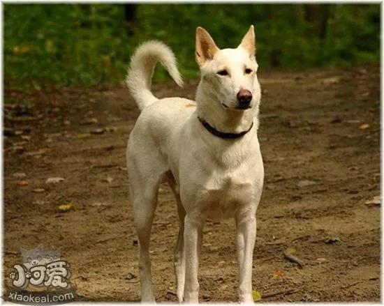 卡南犬怎么洗澡 卡南犬毛发易清洗