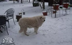 库瓦兹犬怎么训练看家 库瓦兹犬看家训练