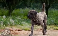 加纳利犬卧倒怎么训练 西班牙加纳利犬趴下训练教程