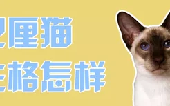 巴厘猫性格怎样