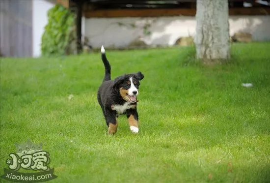 伯恩山犬什么食物不能吃 伯恩山犬不能吃的东西大全1