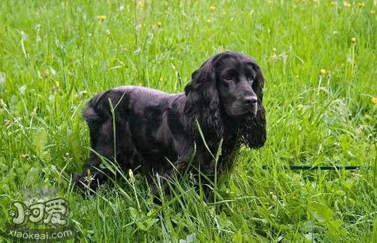 英国可卡犬怎么洗澡 英国可卡犬洗澡方法1