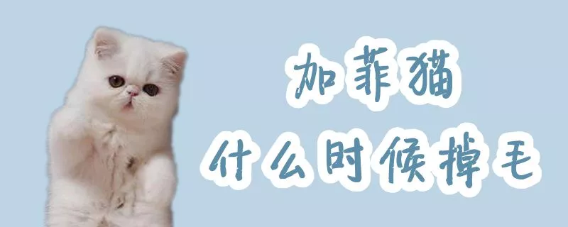 加菲猫什么时候掉毛