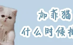 加菲猫什么时候掉毛