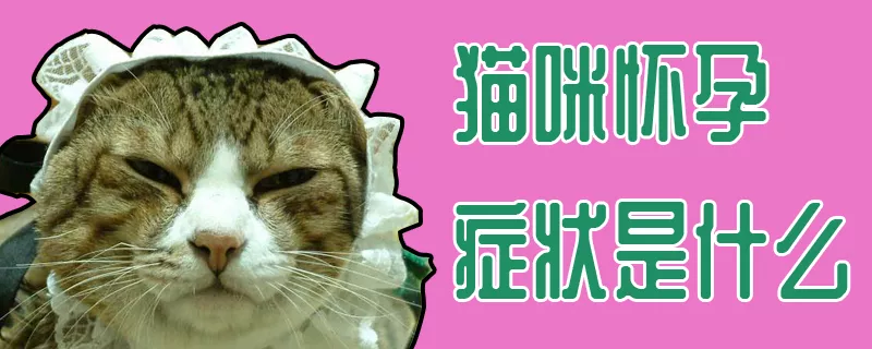 猫咪怀孕症状是什么