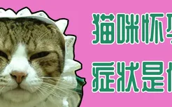 猫咪怀孕症状是什么