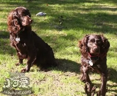 如何训练博伊金猎犬站 博伊金猎犬站立训练