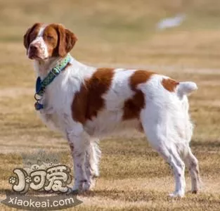 布列塔尼犬性格怎么样 布列塔尼犬性格介绍