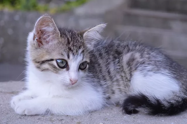 猫能用人的沐浴露吗 猫能用猫狗通用的香波吗