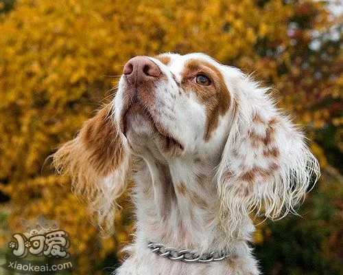 英国雪达犬养之前要准备什么 英格兰雪达犬饲养准备