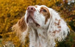 英国雪达犬养之前要准备什么 英格兰雪达犬饲养准备