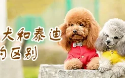 贵宾犬和泰迪的区别