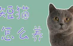 英短猫怎么养