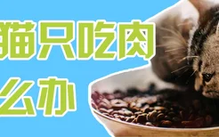 小猫只吃肉怎么办