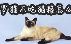 暹罗猫不吃猫粮怎么办