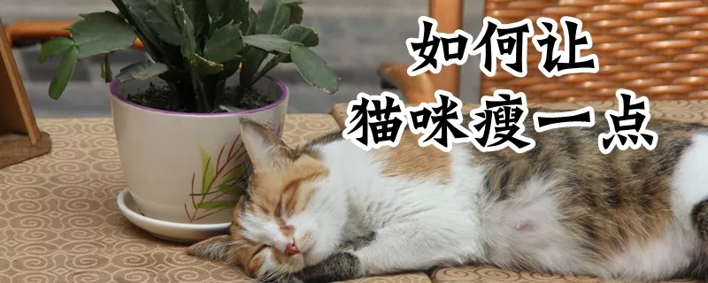 如何让猫咪瘦一点